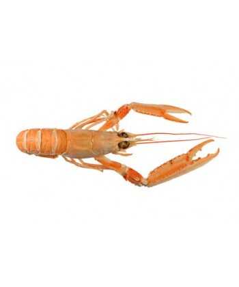 Langoustine crue 16/20 lot de 1 kg