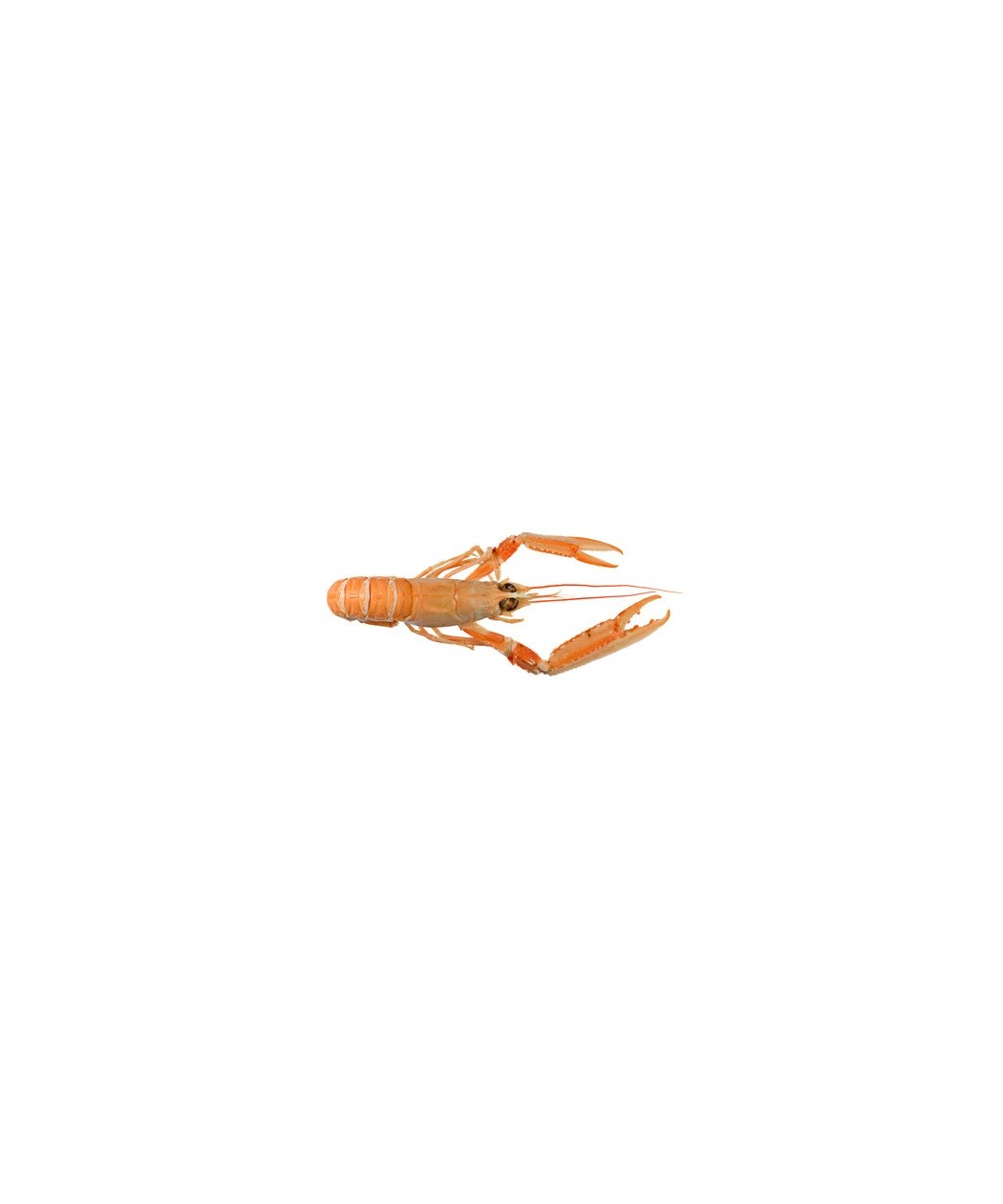 Langoustine crue 16/20 lot de 1 kg