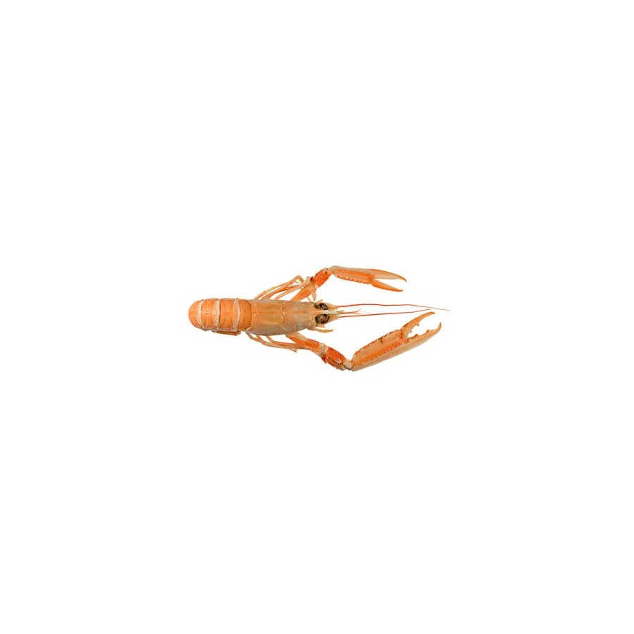 Langoustine crue 16/20 lot de 1 kg