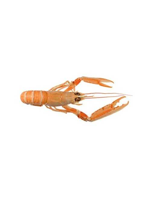 Langoustine crue 16/20 lot de 1 kg