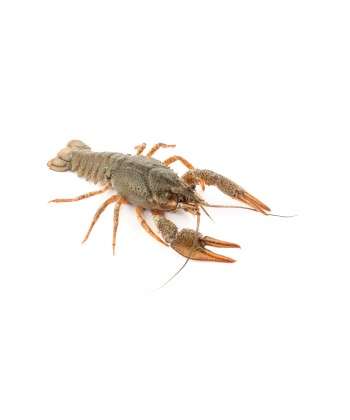 Écrevisse fraiche 1kg