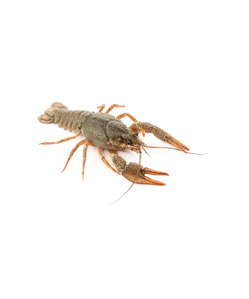Écrevisse à Patte Grêles 1kg