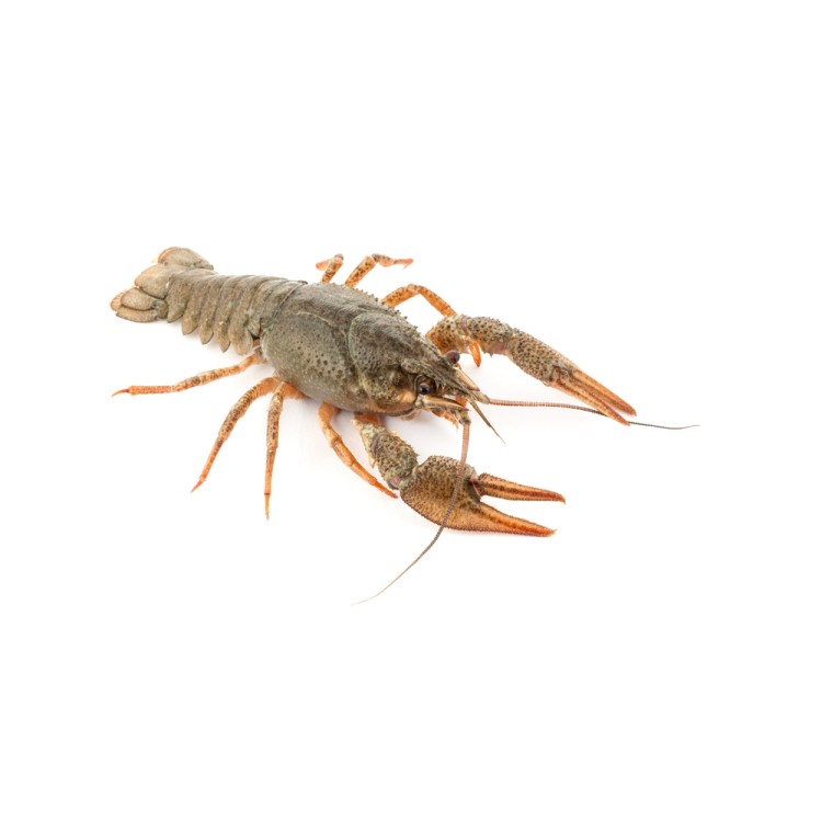 Écrevisse à Patte Grêles 1kg Écrevisse à Patte Grêles 1kg