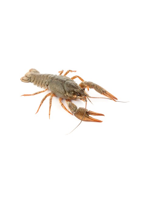 Écrevisse à Patte Grêles 1kg