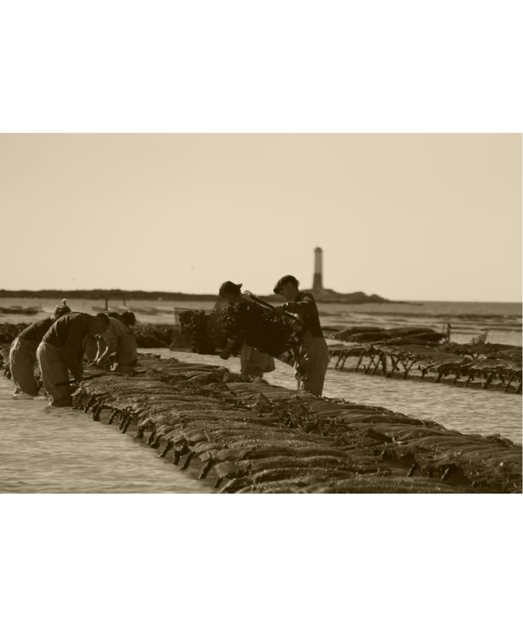 Huîtres Spéciales l' Héritière  SENEQUET