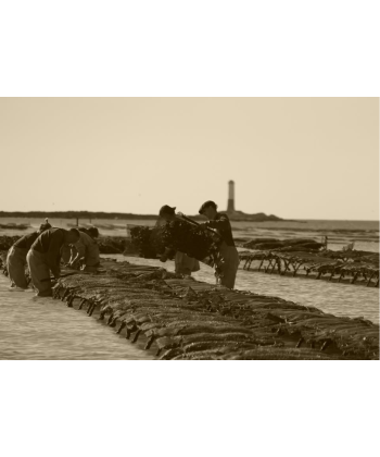 Huîtres Fine Normandie IGP Le SENEQUET